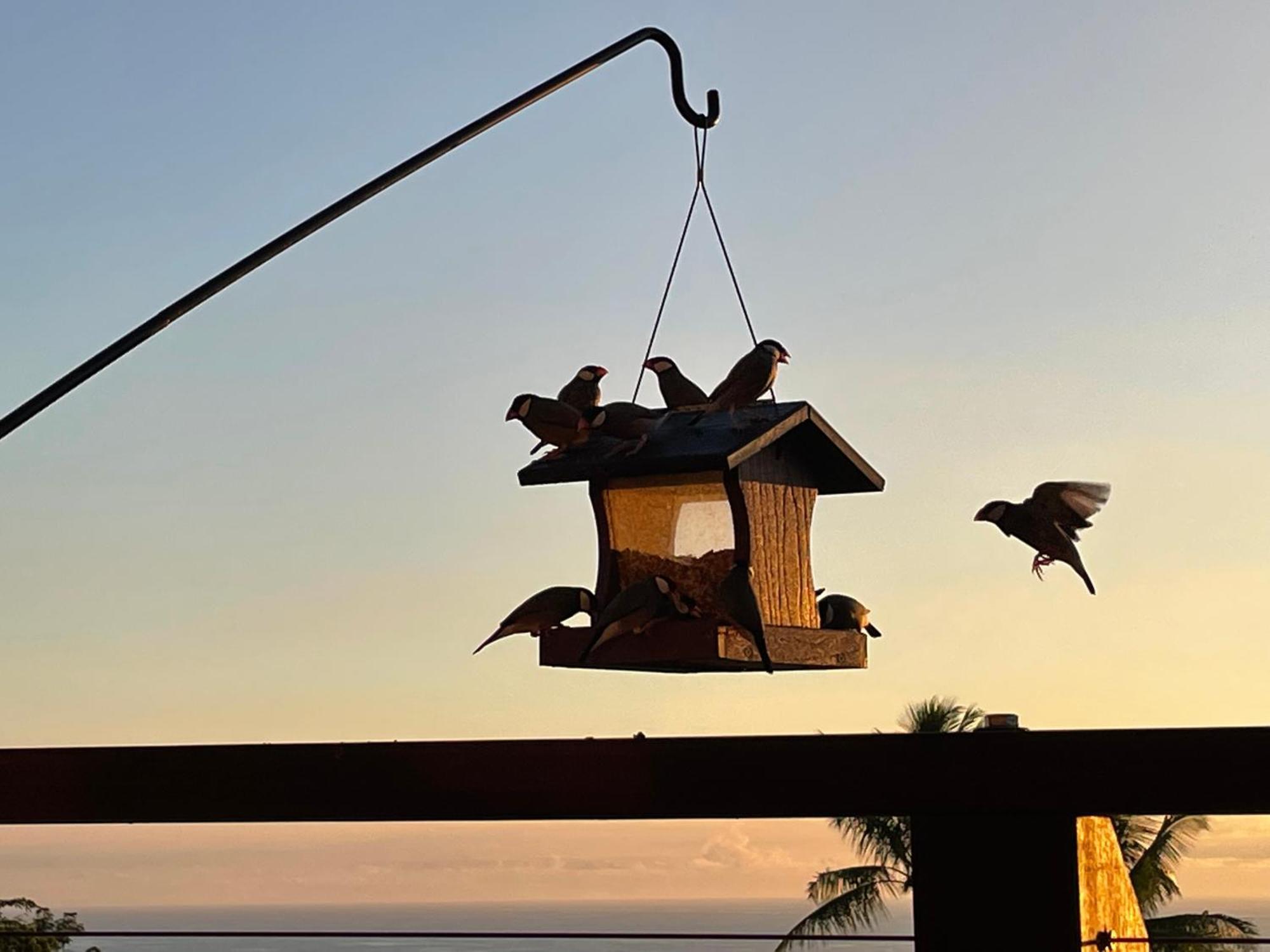 Hawaii Magic Skies Farmstay Paukaa Exterior foto